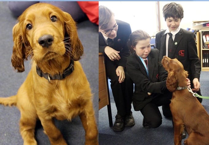 UK Tavistock College employs dog to alleviate student stress