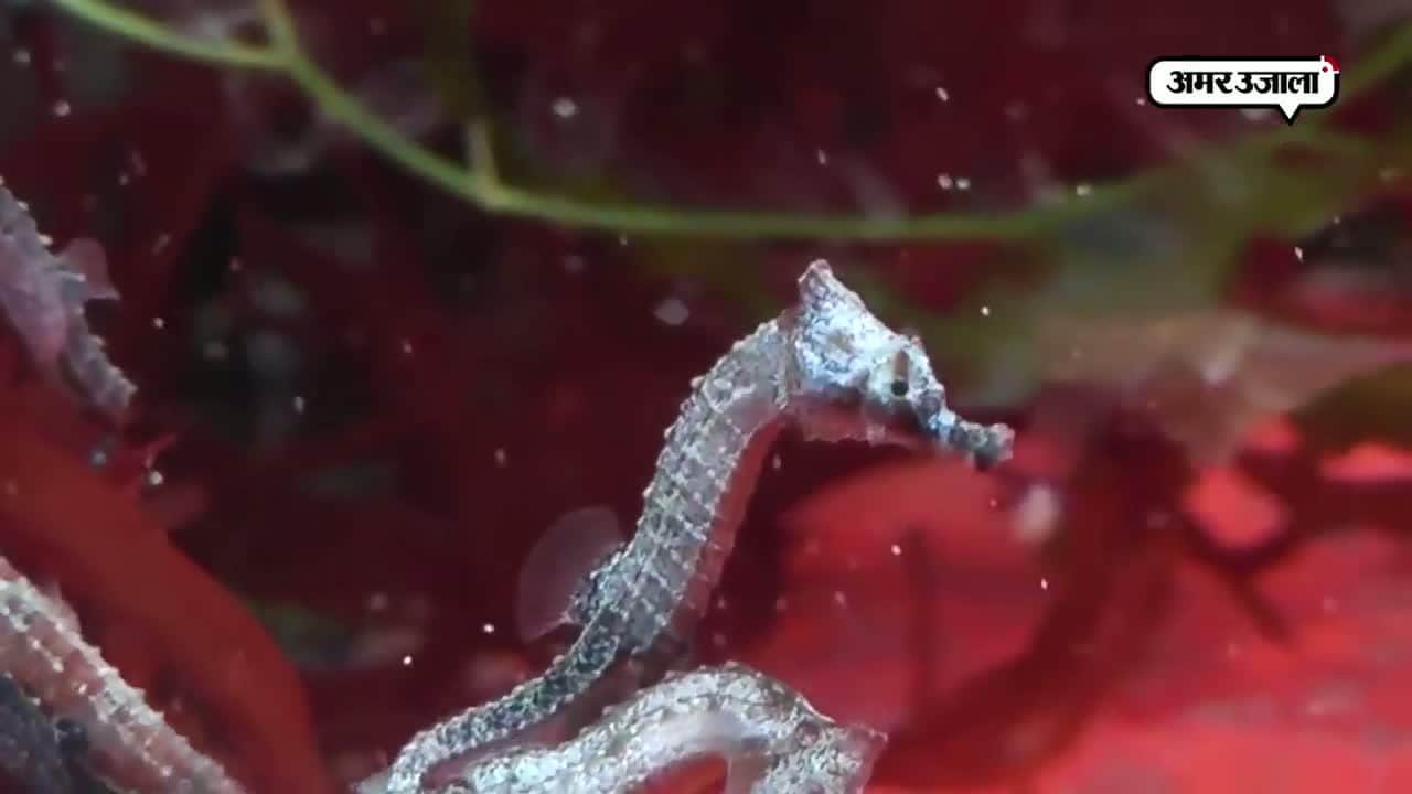 समुद्री घोड़ा, हटके खबर 