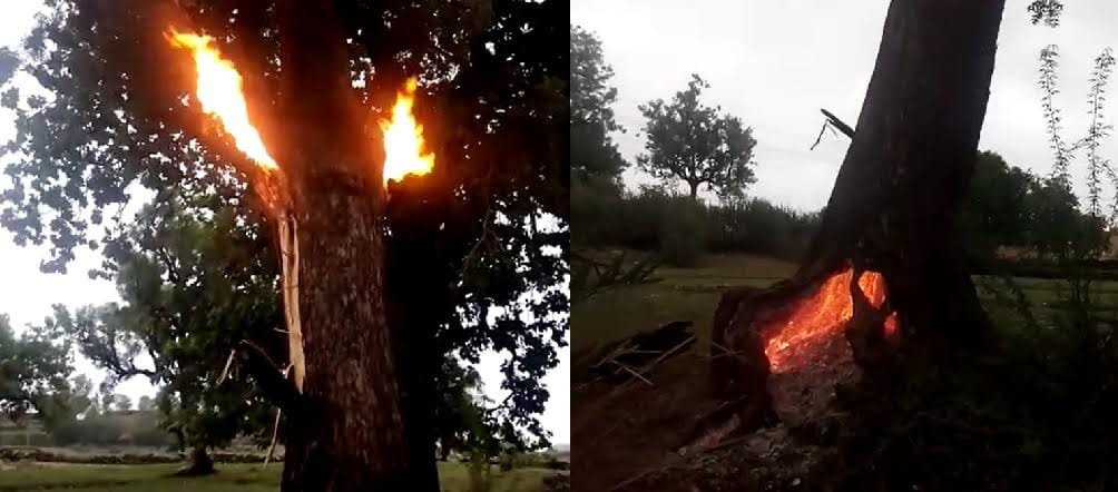 fire in green tree