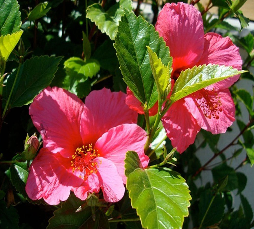 Chaitra Navratri 2019 these nine herb relate with maa durga nine forms