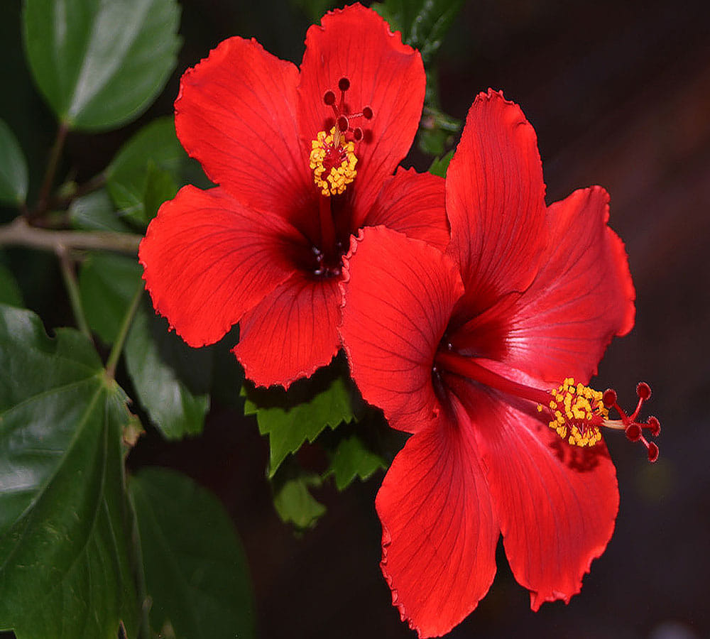 Hibiscus flowers should be offered to get the grace of Goddess Lakshmi