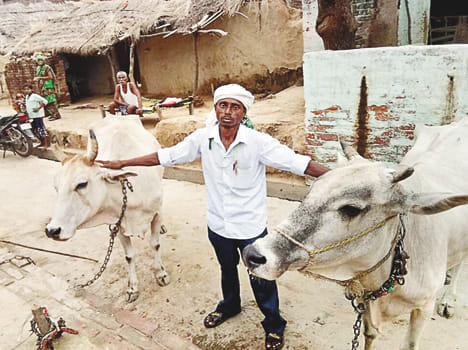 Jaffruddin, the guard of the injured cows
