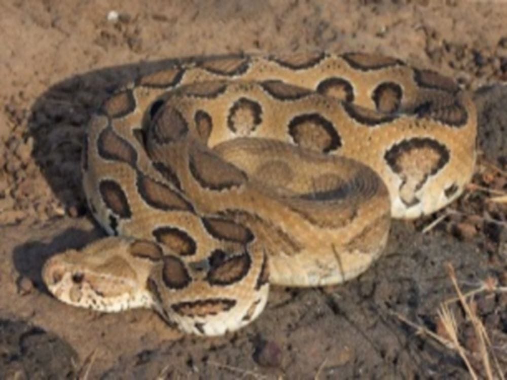 poisonous russell viper rescue snake from colony in dehradun