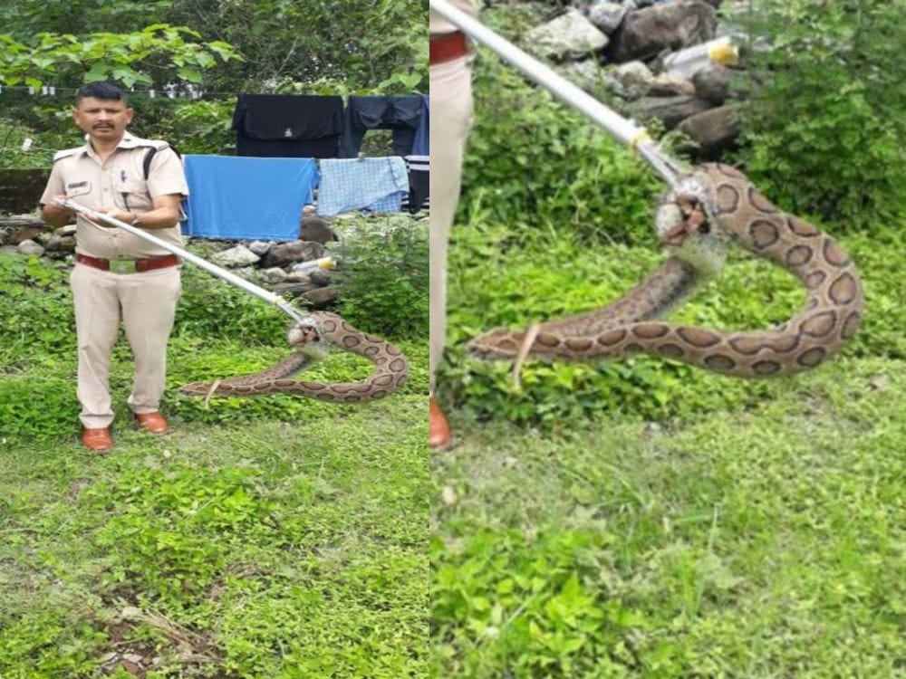 poisonous russell viper rescue snake from colony in dehradun