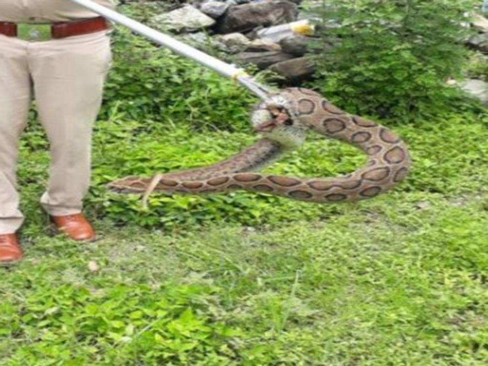 poisonous russell viper rescue snake from colony in dehradun