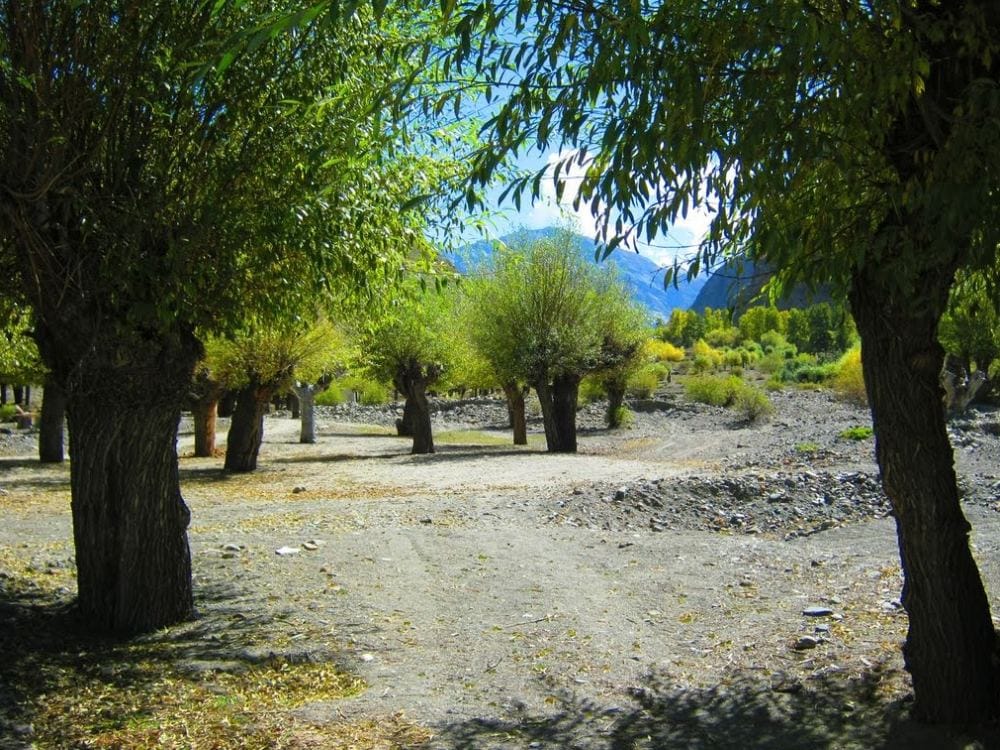 Uttarakhand will make bat villo tree for cricketers