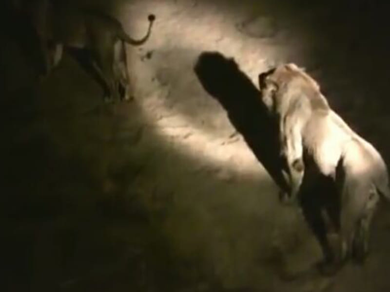 Woman Delivers Baby In Ambulance Surrounded By 12 Lions