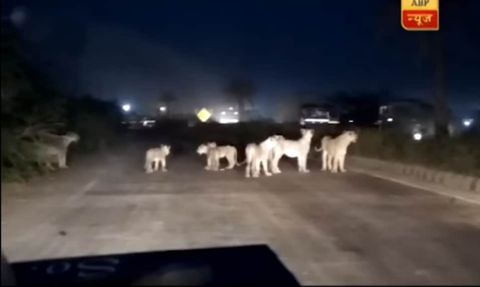 अमरेली शेर