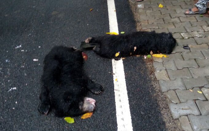 Death of bear children by collision of vehicle