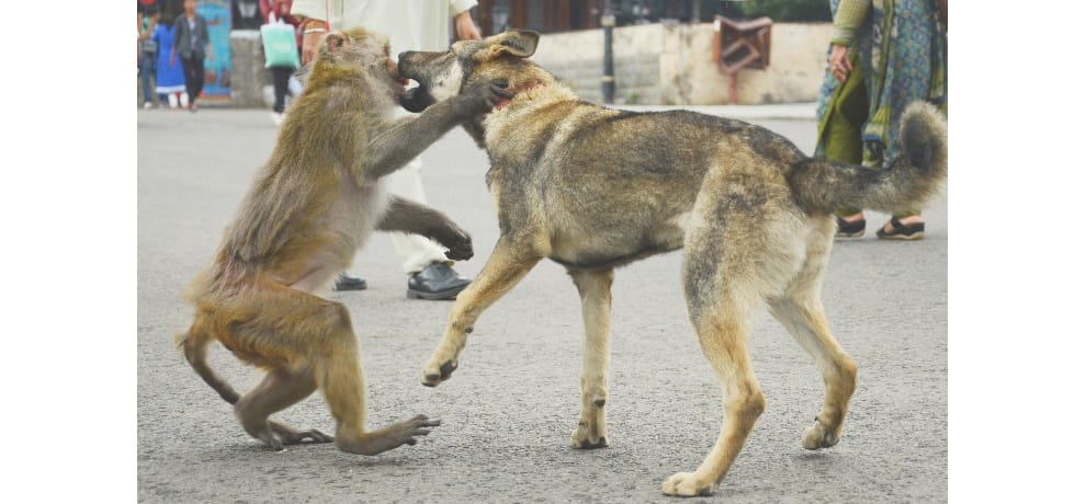 Shimla weird news Amazing friendship between monkey and dog