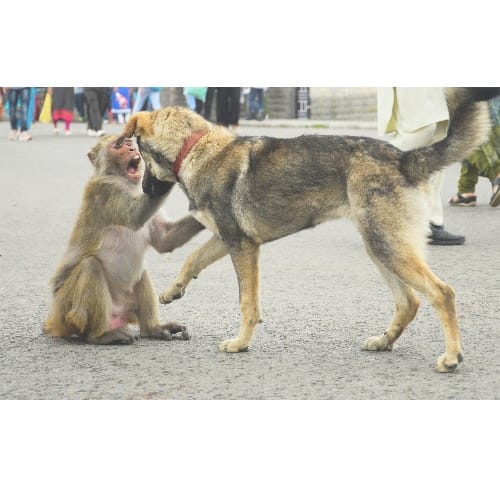 Shimla weird news Amazing friendship between monkey and dog