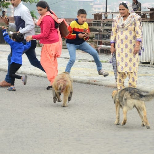 Shimla weird news Amazing friendship between monkey and dog