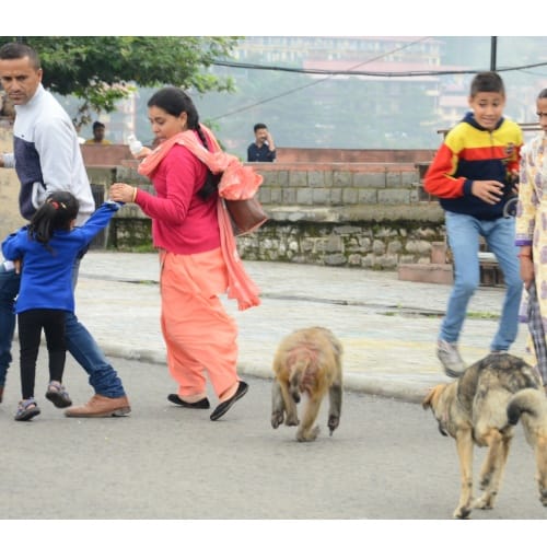 Shimla weird news Amazing friendship between monkey and dog