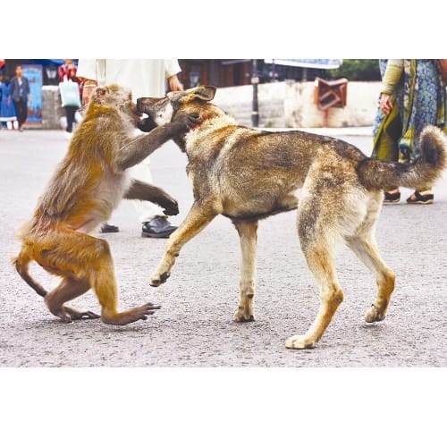Shimla weird news Amazing friendship between monkey and dog