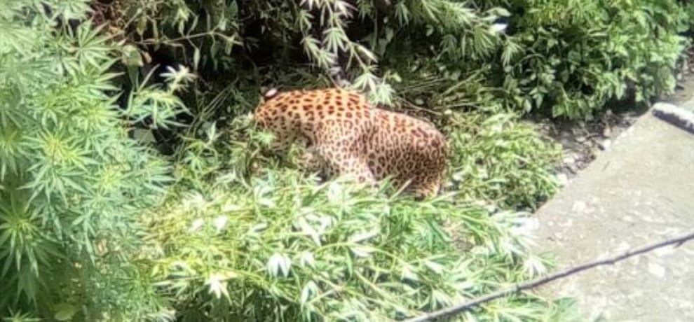 leopard in rampur