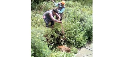 leopard in rampur