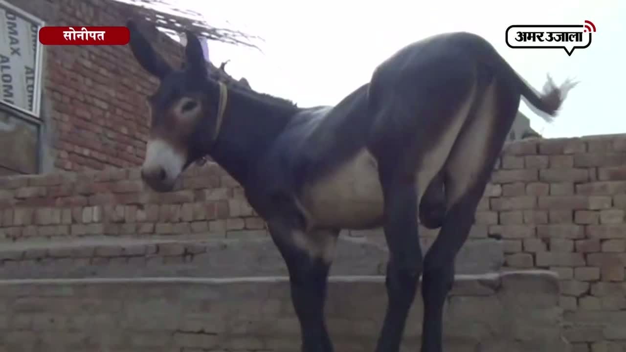 सोनीपत