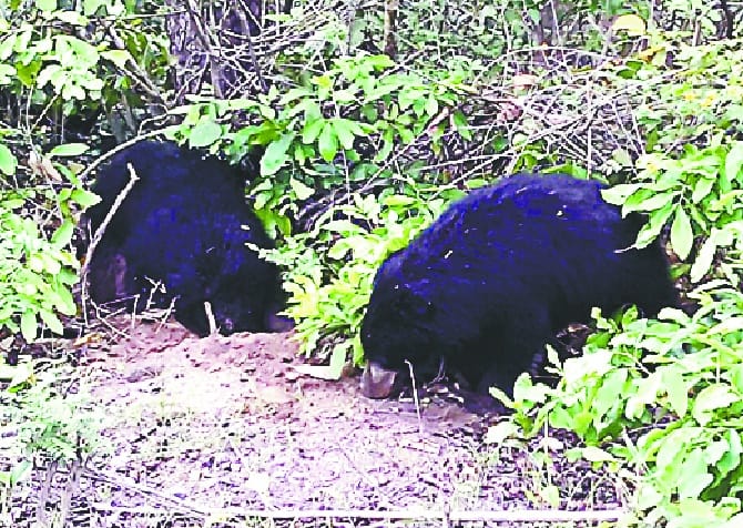 Bear showing in Carbate National Park