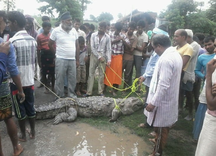 Crocodile stirred out of crocodile