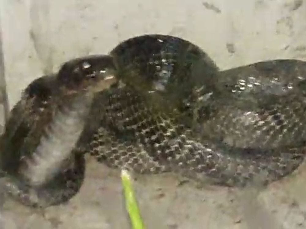 Cobra found in house in Devalchaur nainital