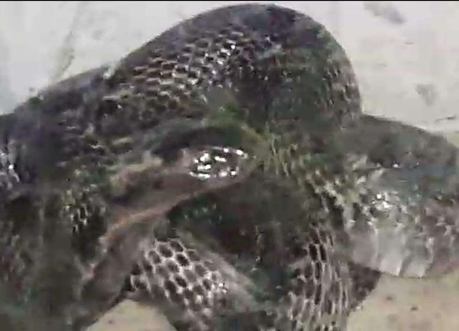 Cobra found in house in Devalchaur nainital