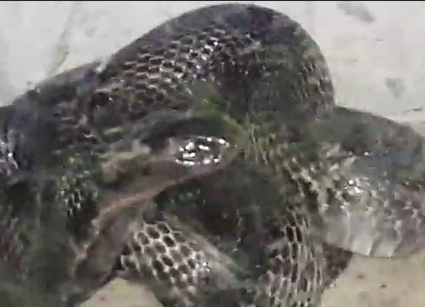 Cobra found in house in Devalchaur nainital