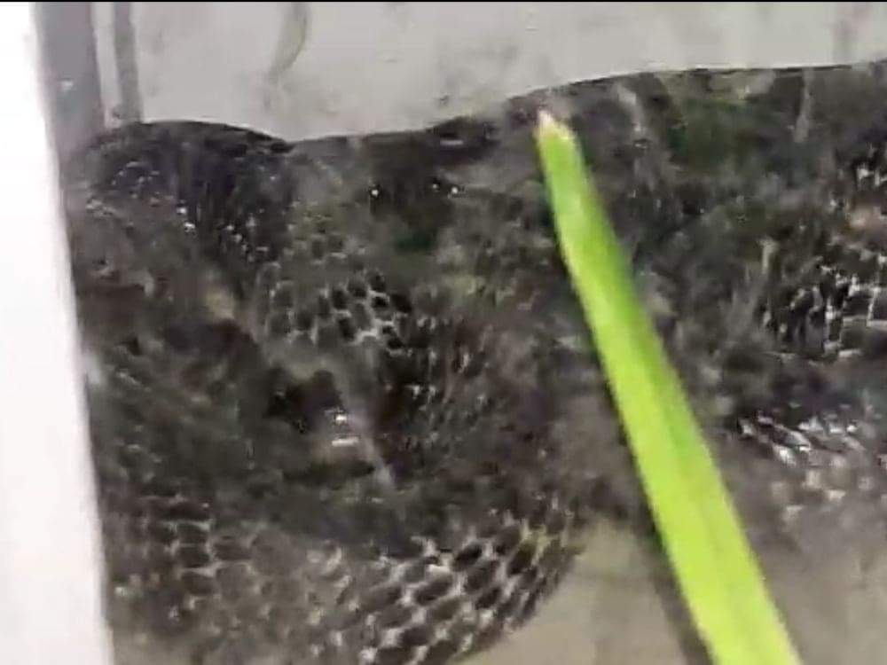 Cobra found in house in Devalchaur nainital