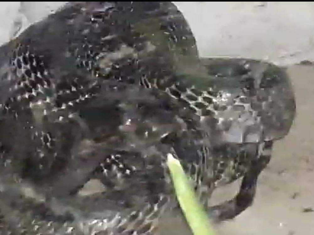 Cobra found in house in Devalchaur nainital