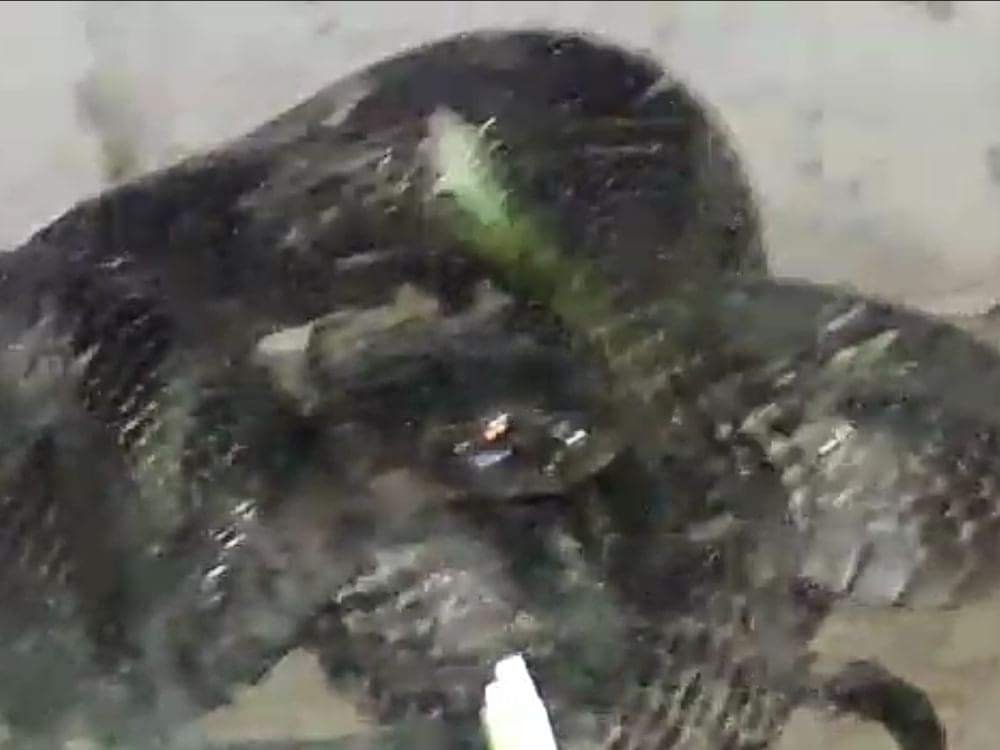 Cobra found in house in Devalchaur nainital