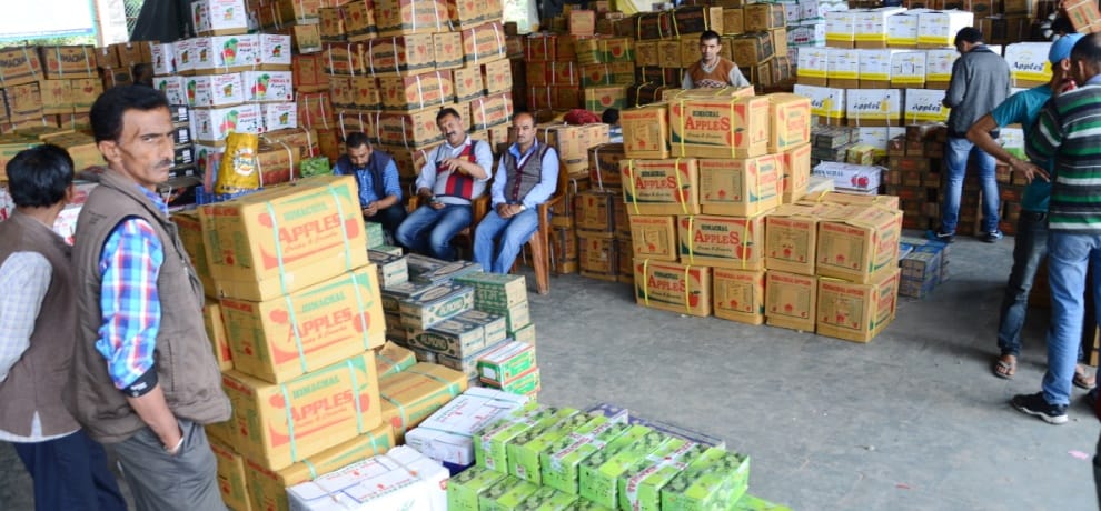 Himachal Apples prices fall, 61 percent of apple consumption