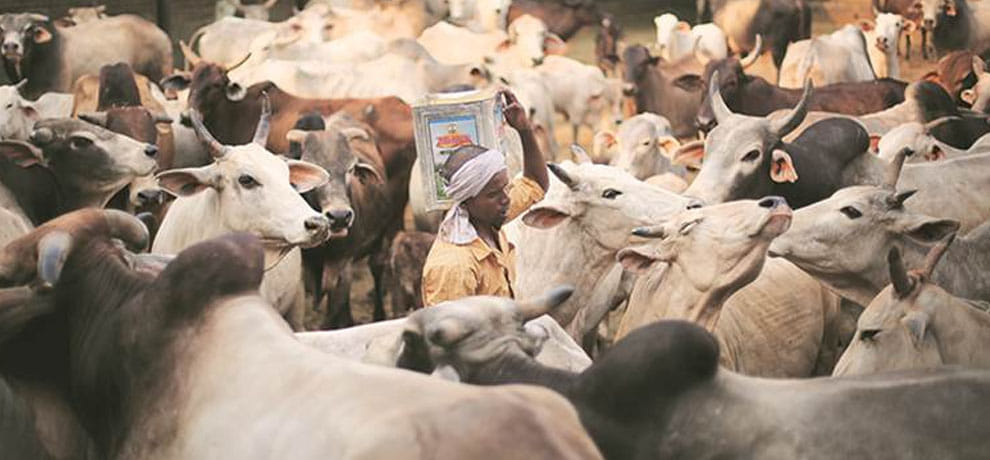 maharashtra DGP issued order to police stations on beef advisory that no raids by gau rakshaks