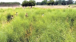 Antu police escaped from front of animal smuggler