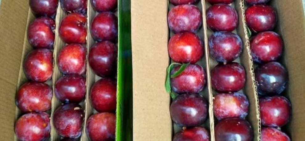 Apple production declined this year in Himachal Pradesh