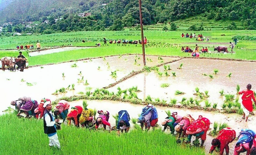 Now the plantation of paddy is not on the threshold of Hooda