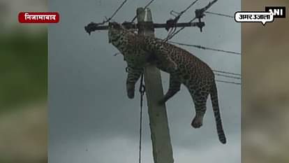 Leopard climbs electric pole, gets electrocuted