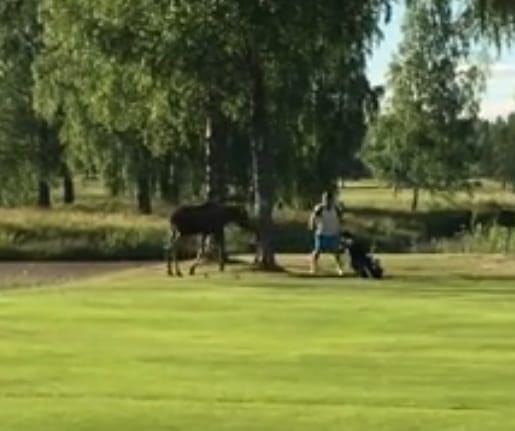 Viral video of moose chasing a golfer
