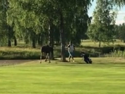 Viral video of moose chasing a golfer
