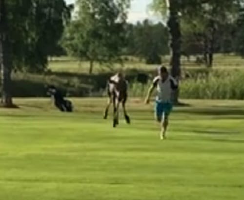 Viral video of moose chasing a golfer