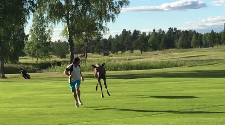 Viral video of moose chasing a golfer