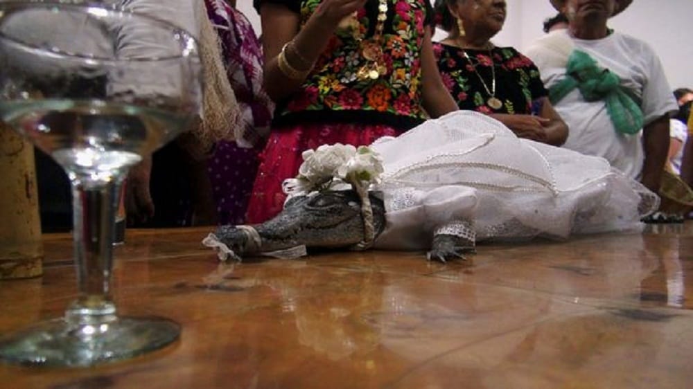 Mayor Marries female crocodile following strange custom 