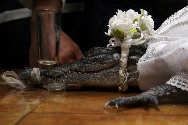 Mayor Marries female crocodile following strange custom 