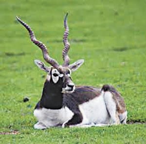 Black buck