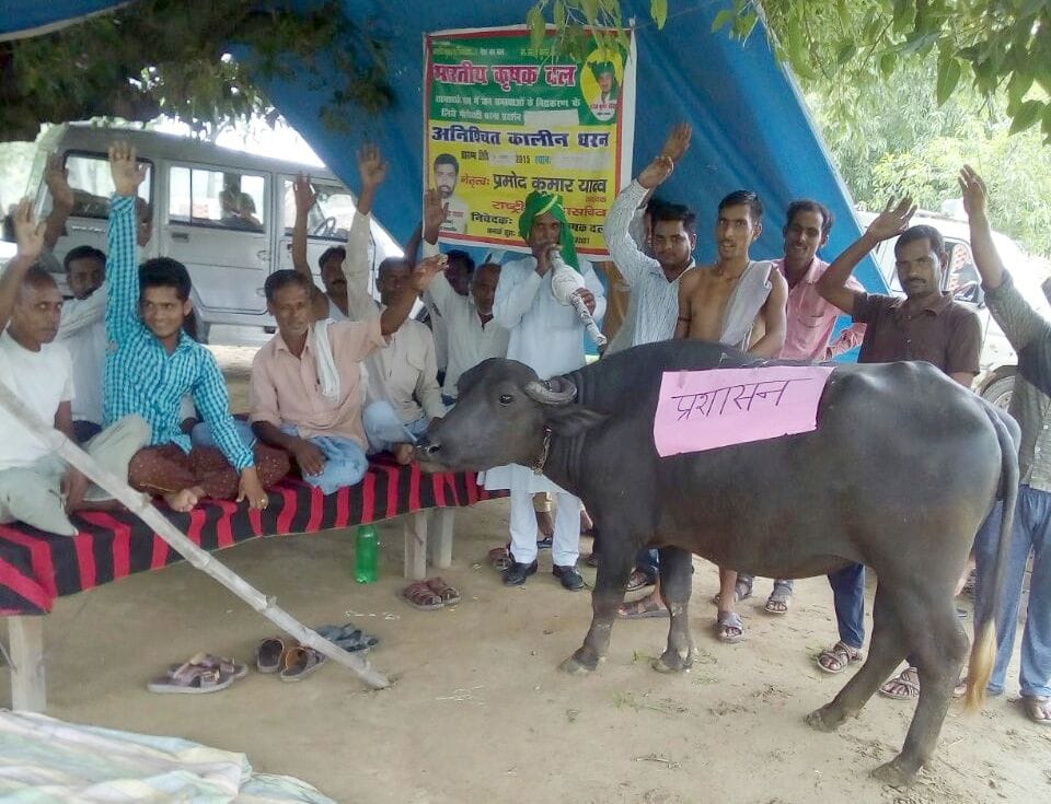 Bark activists played bean ahead of buffaloes