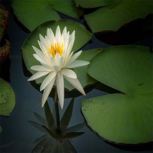 know about favorite flowers of hindu gods and goddess
