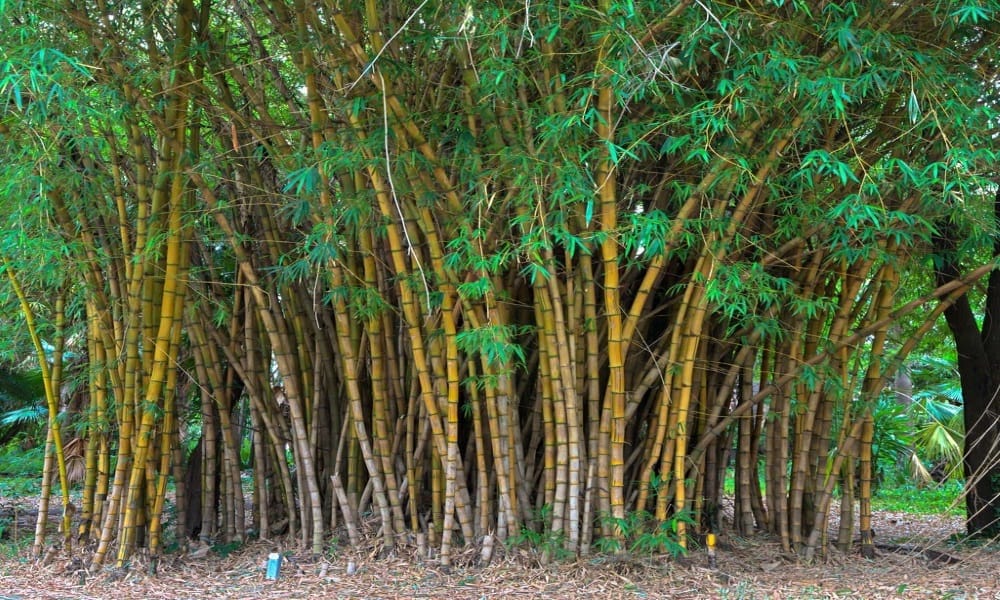 why use bamboo in death body cremation in hindu religion