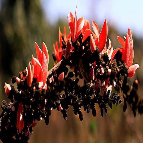 know about favorite flowers of hindu gods and goddess