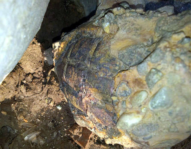 alive hand grenade found near pond in rohtak