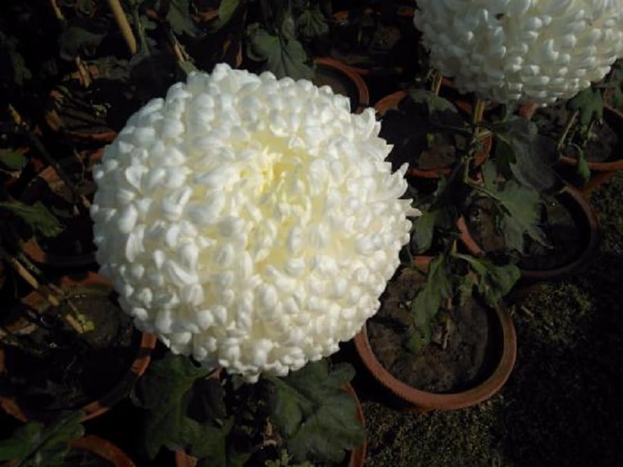 Modi flower has magical cure for mouth ulcer