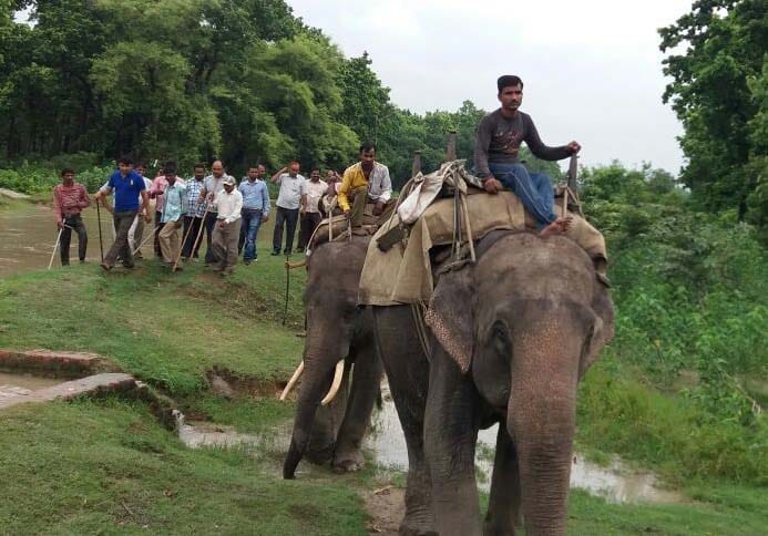 The tiger appeared to be stirred with information, elephants arrived