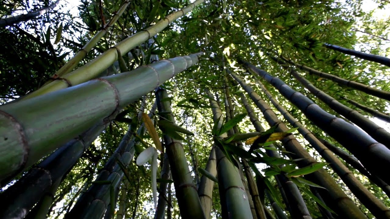 why use bamboo in death body cremation in hindu religion